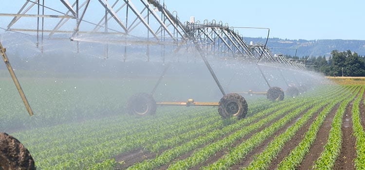 Northeast Cover Crops