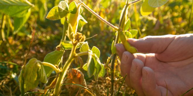 Bigstock Soybean Crop Hands Inspecting 461010837 660x330